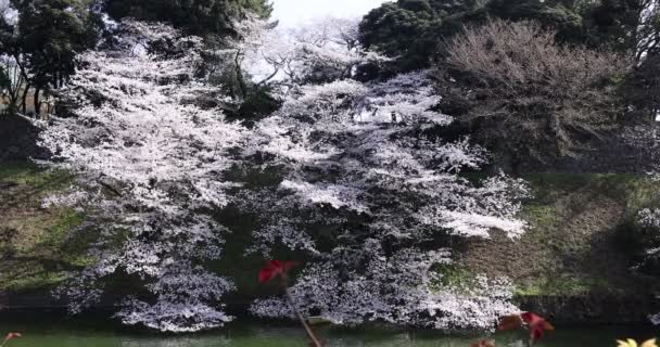 Flores de cerezo en el parque Chidorigafuchi en Tokio durante el día — Vídeo de stock
