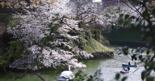 Цвіт рослини на Chidorigafuchi Park в Токіо вдень. — стокове відео
