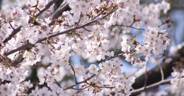 Zeitlupe der Kirschblüte in Tokio im Frühling tagsüber aus nächster Nähe — Stockvideo