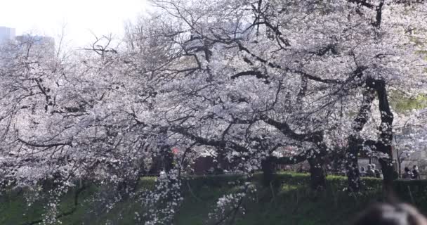 在东京白日的Chidorigafuchi公园，樱花盛开 — 图库视频影像