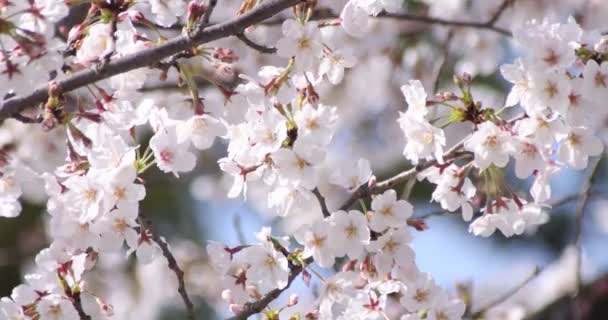 Wiśnia kwitnie w Tokio w porze wiosennej. — Wideo stockowe