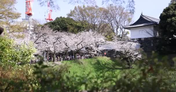Kersenbloesems in Chidorigafuchi park in Tokio overdag — Stockvideo