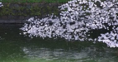 Tokyo 'daki Chidorigafuchi parkında kiraz çiçekleri