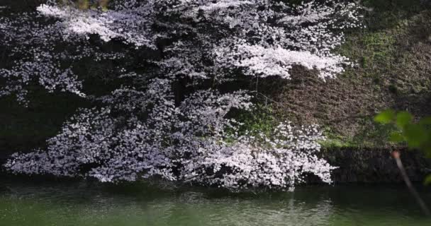 Цветение сакуры в парке Тидоригафути в Токио днем — стоковое видео