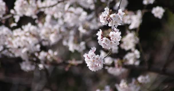 Un rallentatore di fiori di ciliegio a Tokyo durante la stagione primaverile — Video Stock