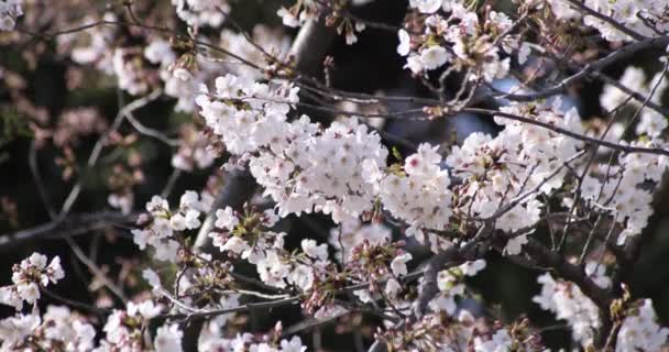 春天里，东京樱花徐徐绽放，日薄西山 — 图库视频影像