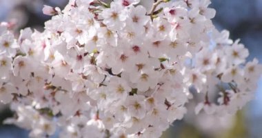 İlkbahar mevsiminde Tokyo 'da kiraz çiçeğinin yavaş bir çekimi. Gündüzleri yakın çekim.