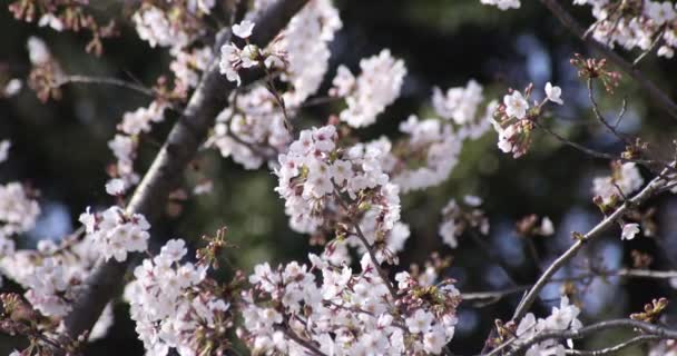 A slow motion of cherry blossom in Tokyo in spring season daytime close up — Stock Video