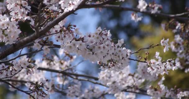 Un rallentatore di fiori di ciliegio a Tokyo durante la stagione primaverile — Video Stock