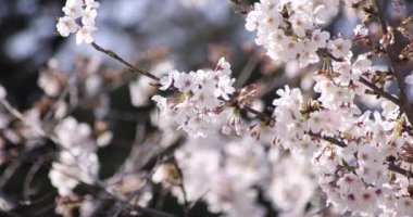 İlkbahar mevsiminde Tokyo 'da kiraz çiçeğinin yavaş bir çekimi. Gündüzleri yakın çekim.
