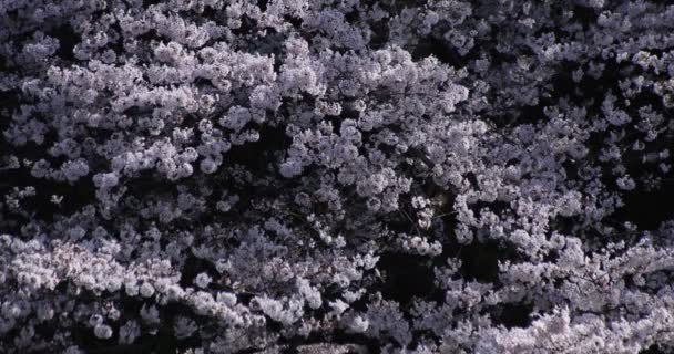 Un rallentatore di fiori di ciliegio a Tokyo durante il giorno della stagione primaverile — Video Stock