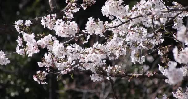 Una cámara lenta de flor de cerezo en Tokio en primavera — Vídeo de stock