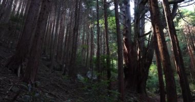Gündüz vakti gizemli ormanda büyük bir Japon sedir ağacı.