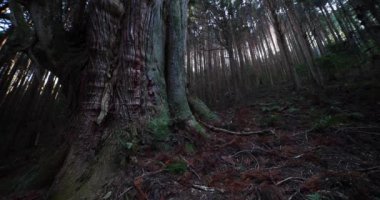 Gizemli ormanda, büyük bir Japon sedir ağacı.