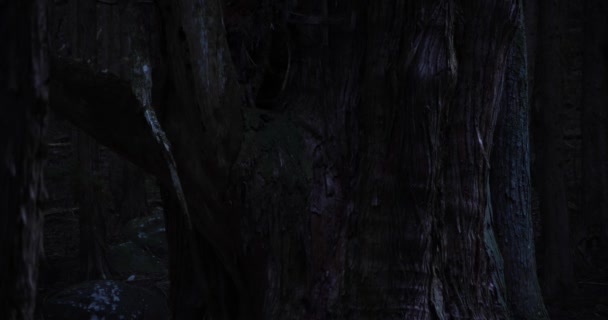 Un grand cèdre japonais dans la mystérieuse forêt prise de vue de jour — Video