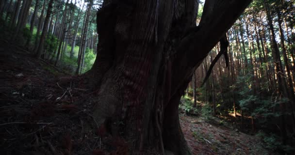 Японский большой кедр в таинственном лесу днем — стоковое видео