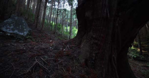 Un grand cèdre japonais dans la mystérieuse forêt diurne — Video