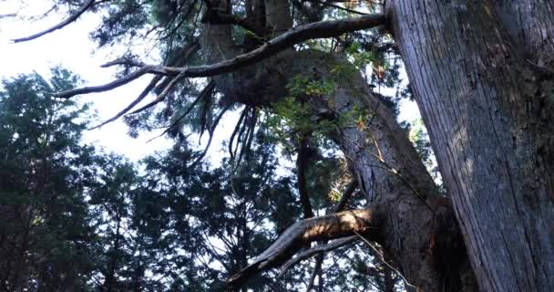 Un grande cedro giapponese nella misteriosa foresta giorno vicino colpo — Video Stock