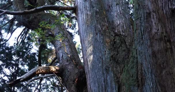 Um grande cedro japonês na misteriosa floresta durante o dia close shot — Vídeo de Stock