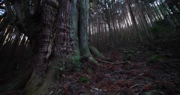 신비 한 숲 속의 낮에 큰 삼목으로 된 일본의 큰 나무 — 비디오