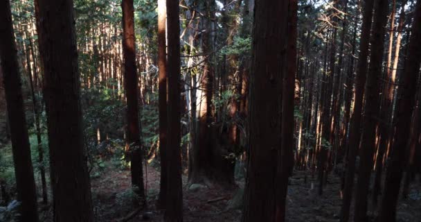 Japonský velký cedr strom v tajemném lese denní široký záběr — Stock video