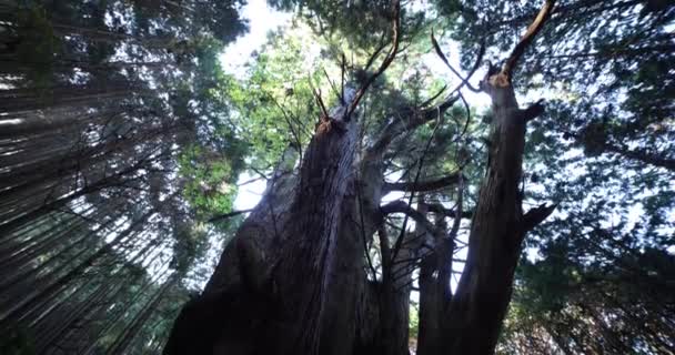 Japonský velký cedr strom v tajemném lese den široký záběr náklon — Stock video