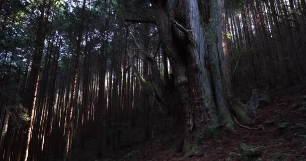 Eine große japanische Zeder im geheimnisvollen Wald bei Tageslicht — Stockvideo