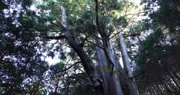 Un grande cedro giapponese nella misteriosa foresta ad angolo basso diurno — Video Stock