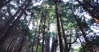 Gündüz vakti gizemli ormanda büyük bir Japon sedir ağacı.