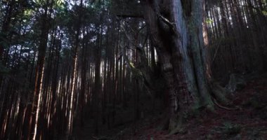Gündüz vakti gizemli ormanda büyük bir Japon sedir ağacı.