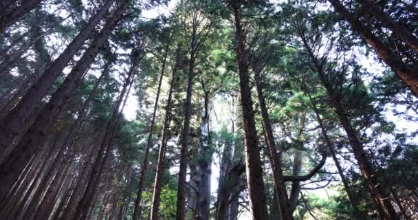 Een Japanse grote ceder boom in het mysterieuze woud overdag lage hoek — Stockvideo