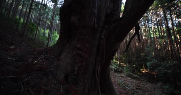 Un grand cèdre japonais dans la mystérieuse forêt vue de jour inclinaison — Video