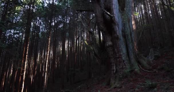 Japonský velký cedr strom v tajemném lese den široký záběr náklon — Stock video