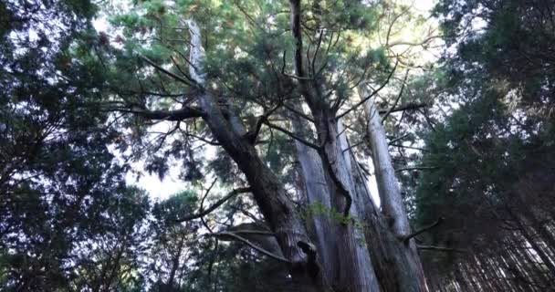 Japonský velký cedr strom v tajemném lese den široký záběr náklon — Stock video