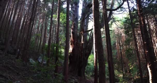 一棵日本大杉在神秘的森林里，在白天广袤的拍摄倾角 — 图库视频影像