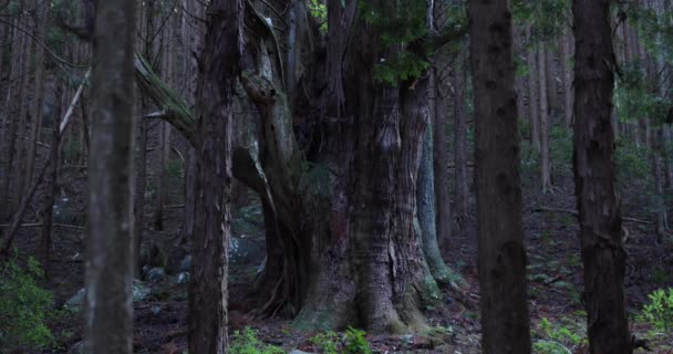 Un gran cedro japonés en el misterioso bosque zoom diurno — Vídeo de stock