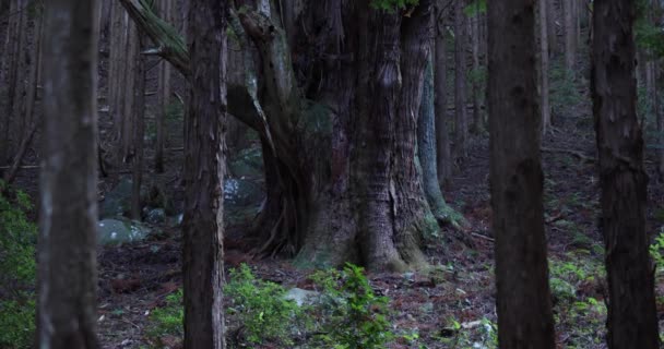 Un grand cèdre japonais dans la forêt mystérieuse zoom diurne — Video