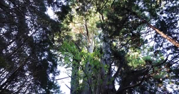 Um grande cedro japonês na misteriosa floresta durante o dia inclinação de tiro largo — Vídeo de Stock