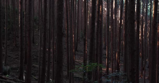 Cedros na floresta na montanha — Vídeo de Stock