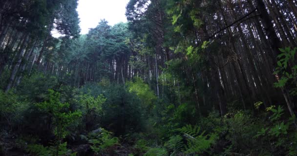 Pohon cedar di hutan di pegunungan — Stok Video