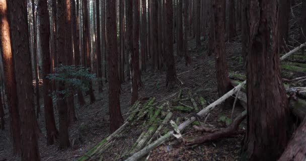 Cedrové stromy v lese na hoře — Stock video