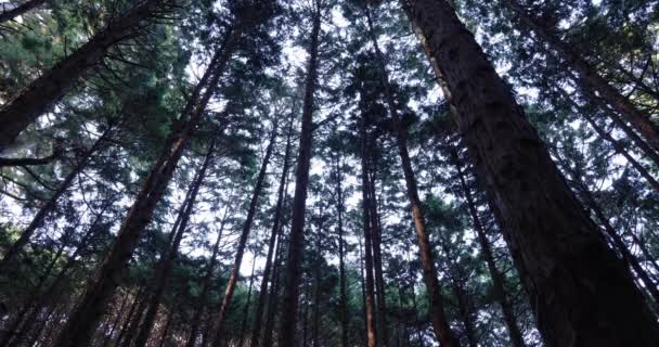 Cedrové stromy v lese v horském nízkém úhlu — Stock video