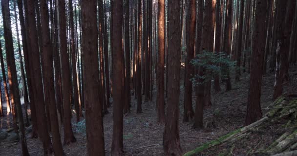 Кедрові дерева в лісі в горі — стокове відео