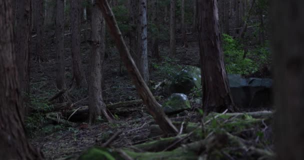 Кедрові дерева в лісі в горі — стокове відео