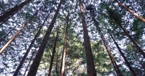 Кедрові дерева в лісі в горах низький кут — стокове відео