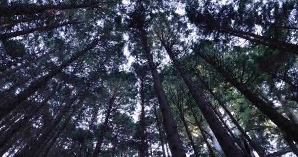 Cedrové stromy v lese v horském pánvi — Stock video
