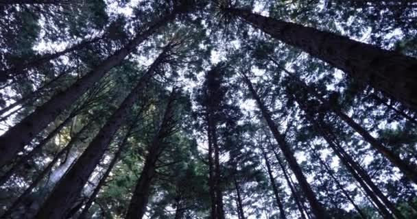 Árboles de cedro en el bosque en la montaña panorámica — Vídeos de Stock