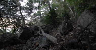 Taş ve ölü yaprakların üzerinde kaotik bir sedir ormanı..