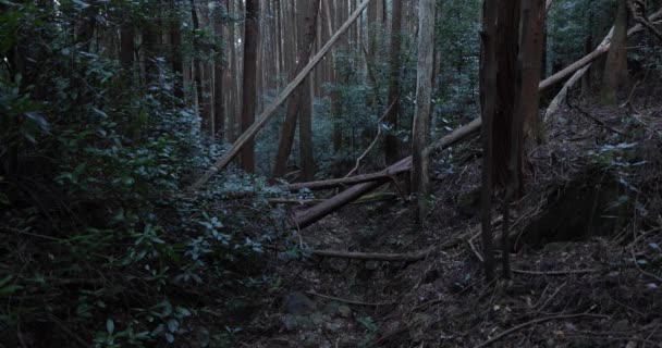 Chaotický cedrový les na kameni a suché listí. — Stock video
