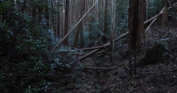 돌 과죽은 나뭇잎 위에 있는 무성 한 삼 나무 숲. — 비디오